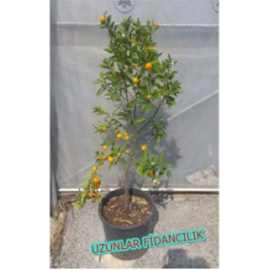 SAKSILI MEYVELİ  KALAMONDİN Fidan SÜS MANDALİNASI 5 YAŞ
