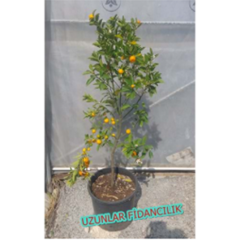 SAKSILI MEYVELİ  KALAMONDİN Fidan SÜS MANDALİNASI 5 YAŞ