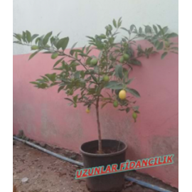 TAM BODUR LİMON MEYVELİ  5 YAŞ SAKSILI