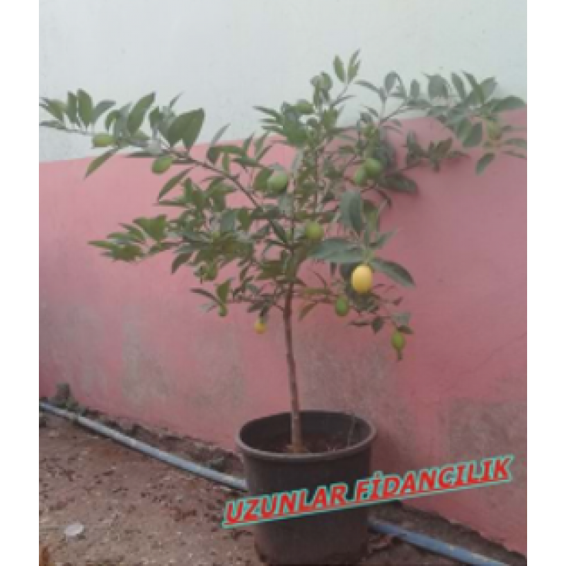 TAM BODUR LİMON MEYVELİ  5 YAŞ SAKSILI