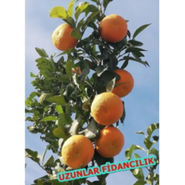 TURUNÇ FİDANI 100CM ÜSTÜ 2 YAŞ TÜPLÜ