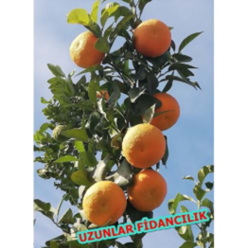 TURUNÇ FİDANI 100CM ÜSTÜ 2 YAŞ TÜPLÜ