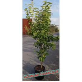 YEDİVEREN LİMON AĞACI MEYVELİ AŞILI 9-10 YAŞ SAKSILI