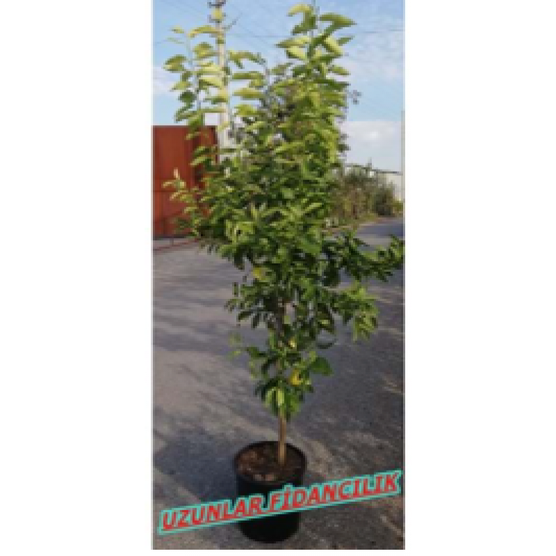 YEDİVEREN LİMON AĞACI MEYVELİ AŞILI 9-10 YAŞ SAKSILI