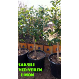 YEDİVEREN LİMON MEYVELİ 5,6 YAŞ SAKSILI