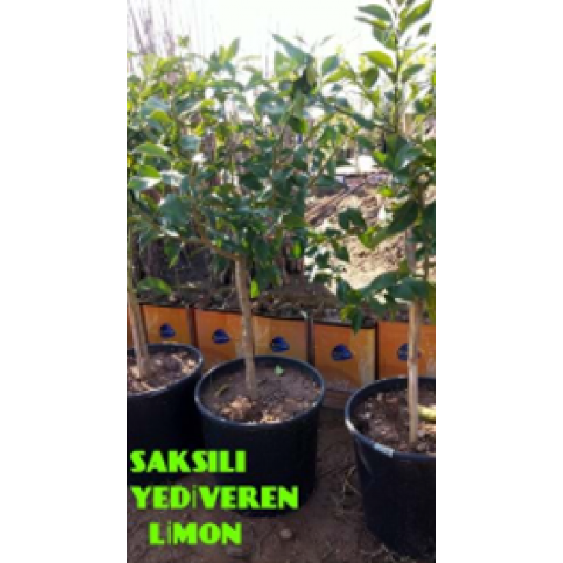 YEDİVEREN LİMON MEYVELİ 5,6 YAŞ SAKSILI