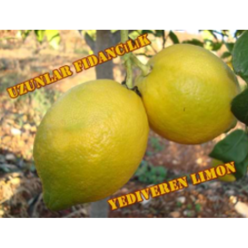 YEDİVEREN LİMON-Aşılı Sertifikalı 2 YAŞ TÜPLÜ