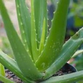 ALOE VERA BİTKİSİ