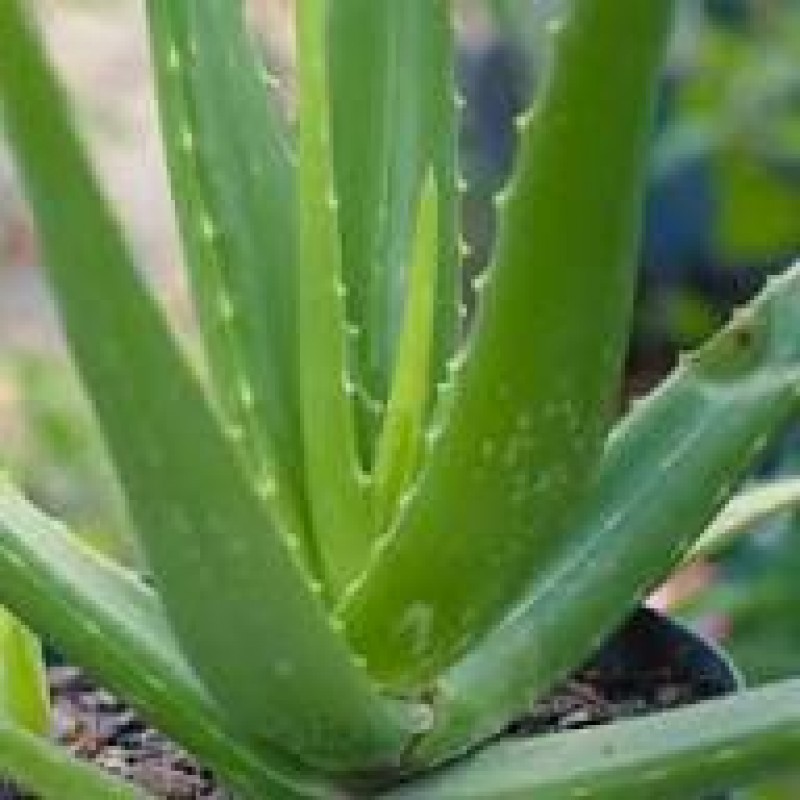 ALOE VERA BİTKİSİ